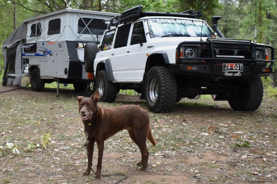 can i take my dog to cape york